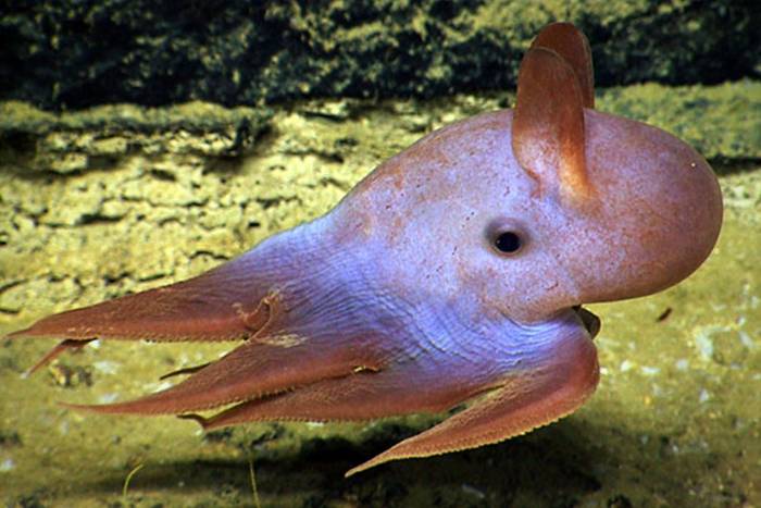 اختاپوس دامبو اختاپوس