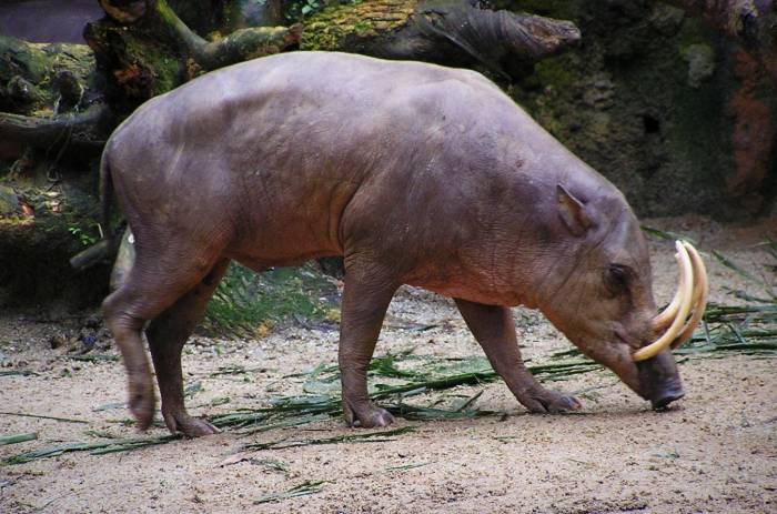 خوک آهوی سولاوسی شمالی خوک