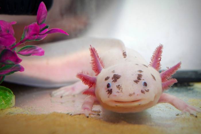 حیوانات عجیب و غریب واقعی سمندر مکزیکی