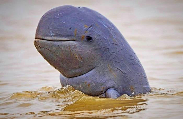 دلفین نهنگی پوزه کوتاه دلفین عجیب