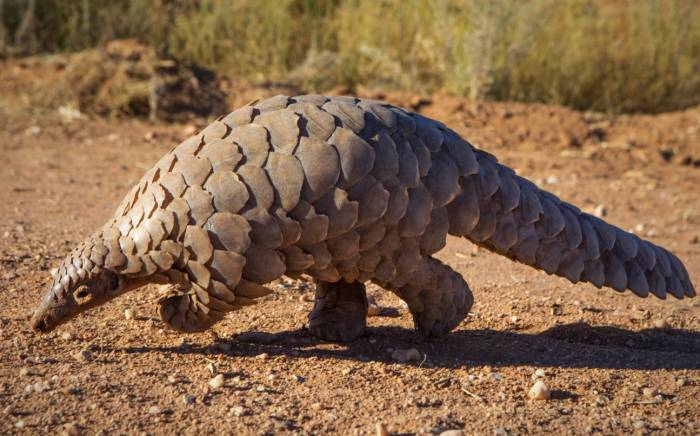 حیوانات بسیار عجیب و باور نکردنی پانگولین