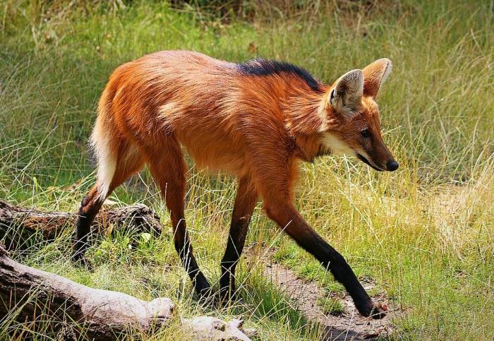 سگ بومی آمریکای جنوبی گرگ یالدار