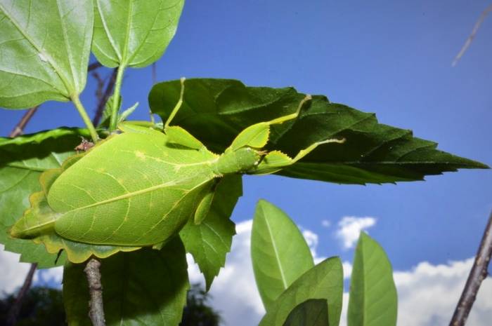 حیوانات عجیب در جهان حیوانات عجیب
