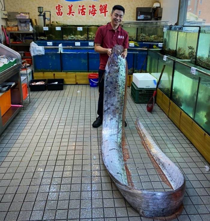 پارو ماهی بسیار عجیب پارو ماهی