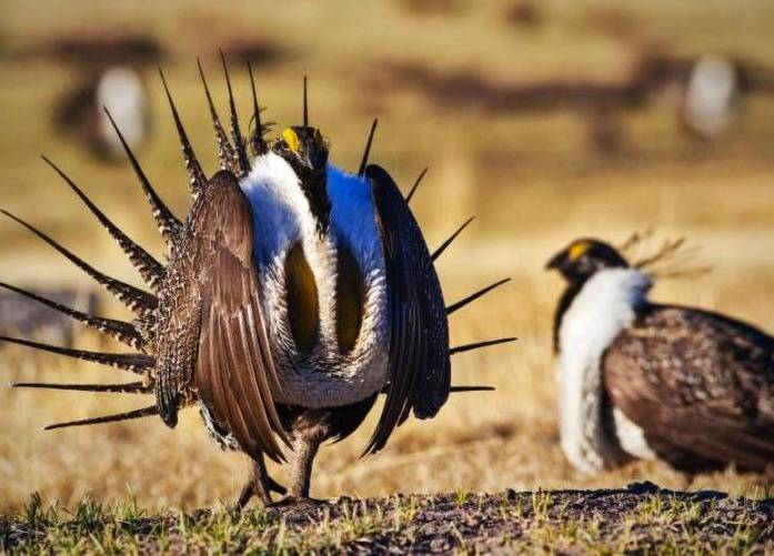 پرندگان کانادا پرندگان