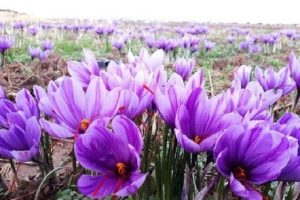 افزایش ۱۰ درصدی سطح زیرکشت زعفران در استان یزد