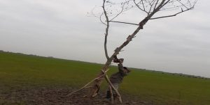 جمع آوری بیش از ۷۰ رشته تله زنده گیری پرندگان شکاری توسط محیط بانان گیلانی