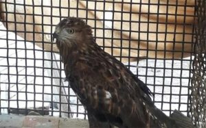 دستگیری قاچاقچی گونه های حیات وحش با مجموعه ای از پرندگان شکاری 