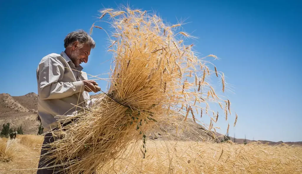 پرداخت مطالبات گندمکاران به کجا رسید؟