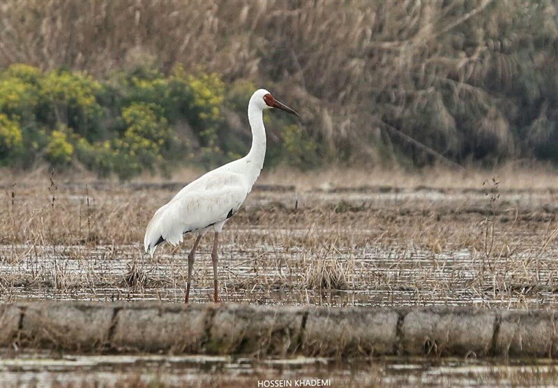 «امید دیر نکرده است»/ «رویا» در سلامت کامل است 2 مدیر کل حفاظت محیط زیست مازندران: «امید دیر نکرده است»/ «رویا» در سلامت کامل است