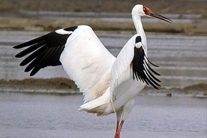 مدیر کل حفاظت محیط زیست مازندران: «امید دیر نکرده است»/ «رویا» در سلامت کامل است