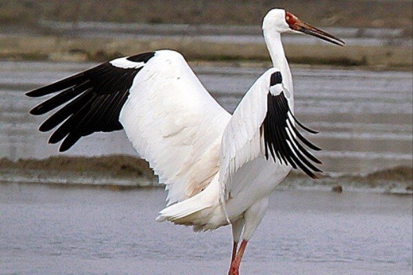 مدیر کل حفاظت محیط زیست مازندران: «امید دیر نکرده است»/ «رویا» در سلامت کامل است