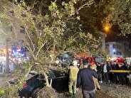 سقوط یک درخت در خیابان شریعتی حادثه آفرین شد