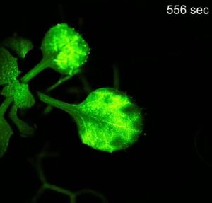 محققان با استفاده از تکنیک‌های تصویربرداری گفتگوی یک گیاه را ثبت کردند