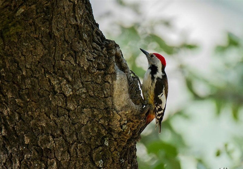 مستند , سینما , ایرانگردی | ایران گردی , عید نوروز , 