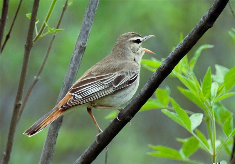 مستند , سینما , ایرانگردی | ایران گردی , عید نوروز , 