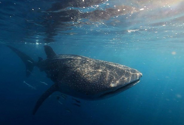 مستند , سینما , جشنواره فیلم فجر , سینمای ایران , سینمای مستند , جشنواره بین‌المللی سینما حقیقت ,