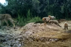 یوزپلنگ‌های شناسنامه‌دار توران کمتر از ۲۰ قلاده هستند