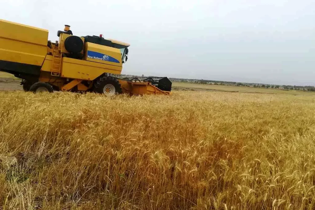 خرید تضمینی گندم از 5.1 میلیون تن گذشت