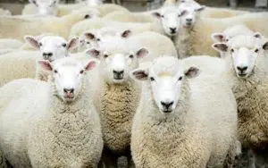 قیمت دام زنده امروز 23 خرداد 1403