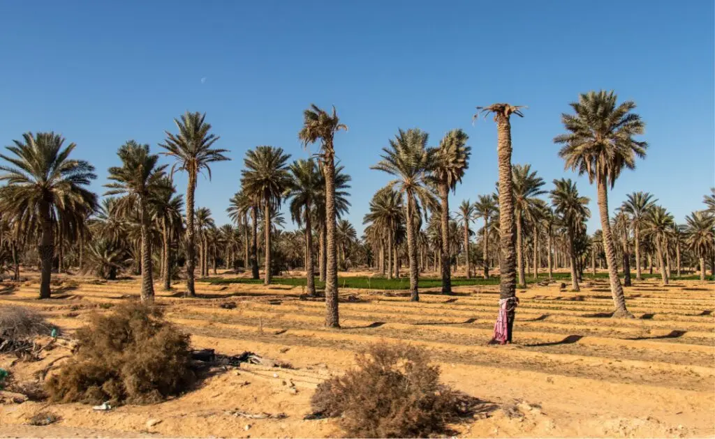 با گرم ترین نقاط جهان آشنا شوید؛ در اینجا باکتری ها هم زنده نمی همانند + عکس_خبررسان 6 کبیلی، تونس