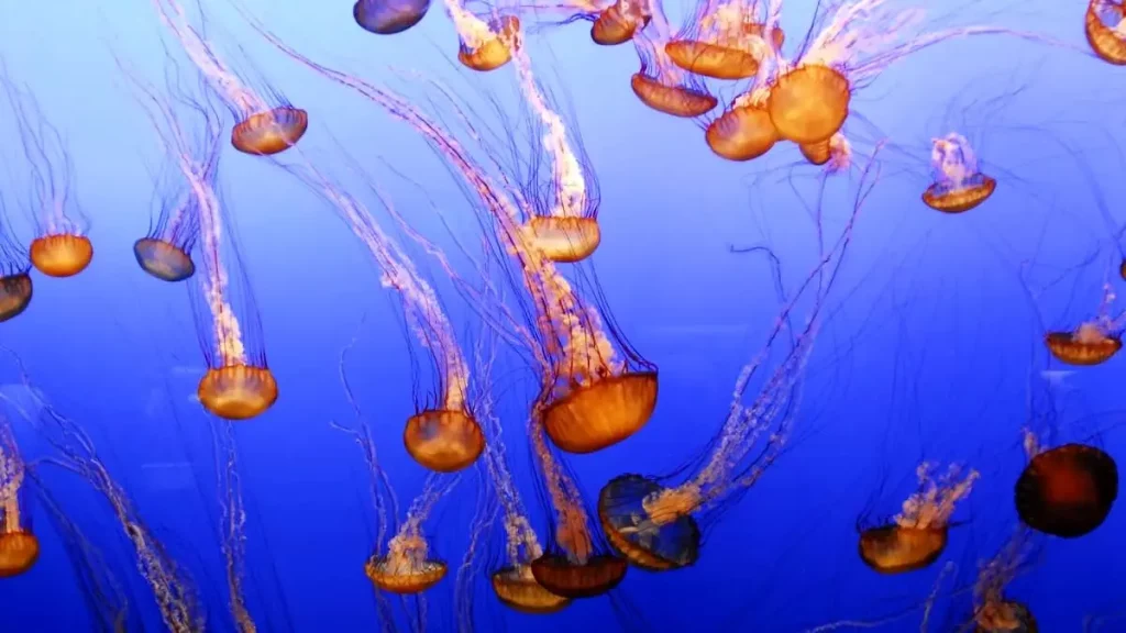 کاهش اکسیژن آب های زمین/ موجودات آبزی در حال خفه شدن هستند