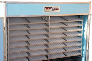 چگونه بهترین دستگاه جوجه کشی را برای نیازهای خود انتخاب کنیم؟ 3 3 3