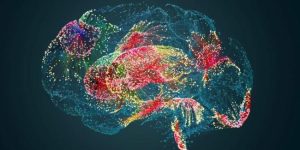 افراد نابینا به صورت منحصر به فرد دارای الگوهای اتصالات مغزی هستند