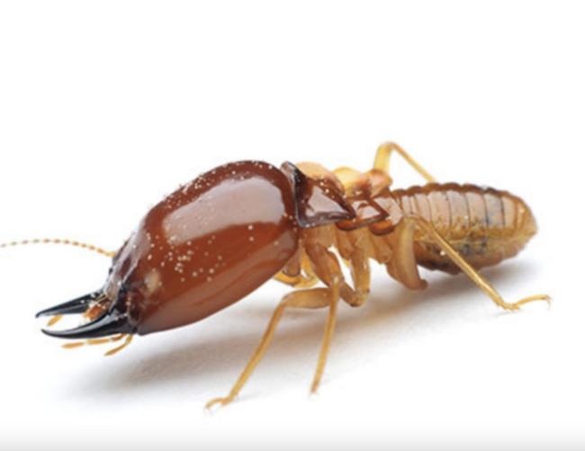 مورچه‌های بمب‌گذار: سلاح بیولوژیکی در دنیای حشرات [فیلم]