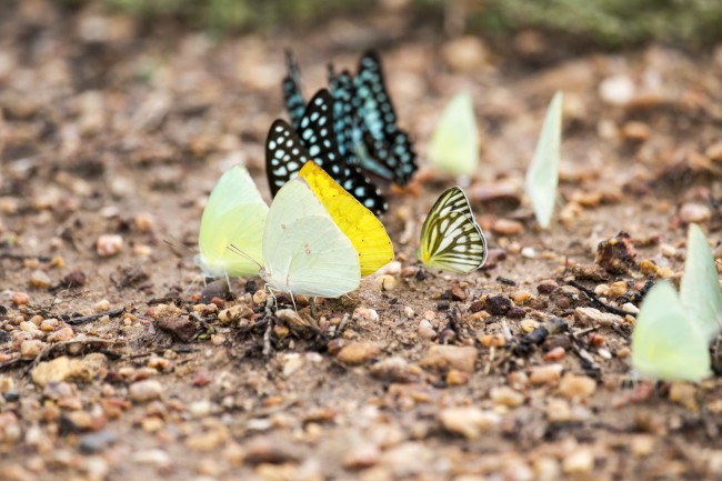 محققان موفق به کشف راز هوش پروانه‌ها شدند