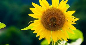 آیا تخمه آفتابگردان نفخ دارد؟ / تأثیرات مصرف تخمه آفتابگردان بر دستگاه گوارش چیست؟