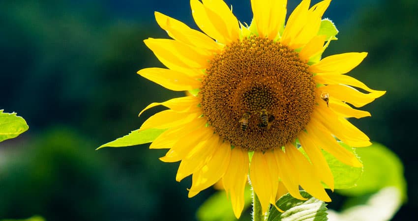 آیا تخمه آفتابگردان نفخ دارد؟ / تأثیرات مصرف تخمه آفتابگردان بر دستگاه گوارش چیست؟