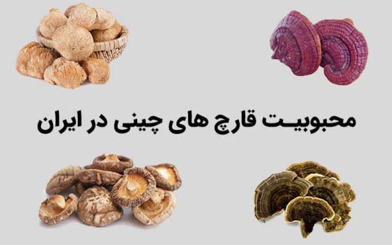 محبوبیت عجیب قارچ‌ های چینی در ایران