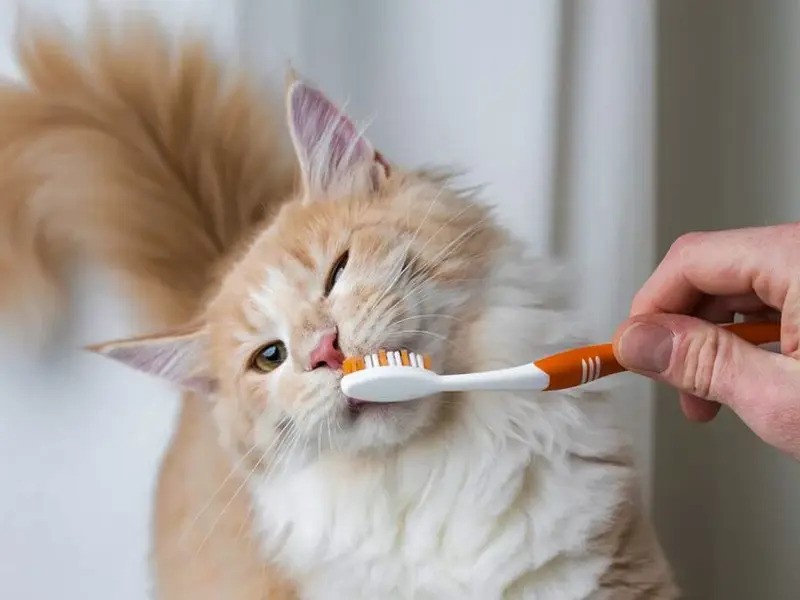 بوی بد دهان گربه: دلایل، درمان و پیشگیری 2 2 13