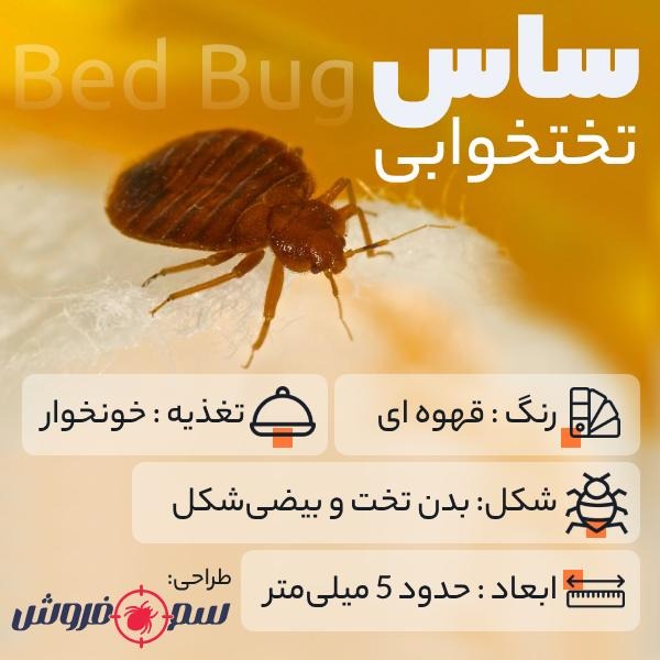 حشره ساس چیست؟ سم مخصوص ساس 2 حشره ساس چیست؟