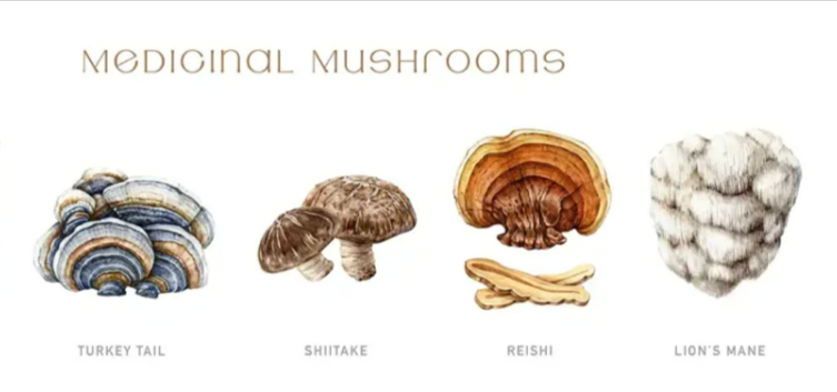 محبوبیت عجیب قارچ های چینی در ایران 2 2