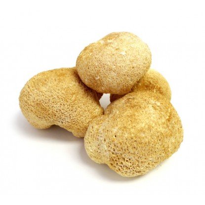 محبوبیت عجیب قارچ های چینی در ایران 3 3 3