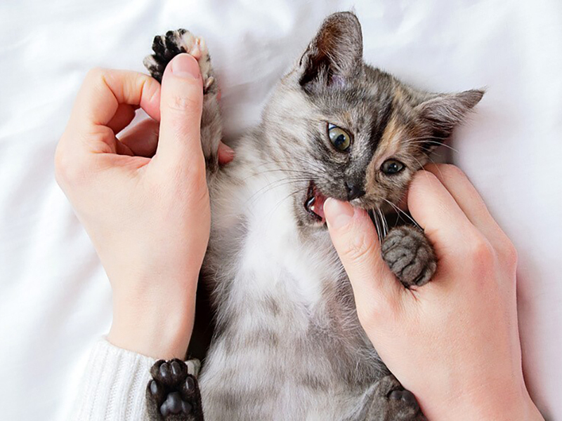 بوی بد دهان گربه: دلایل، درمان و پیشگیری 3 3 6