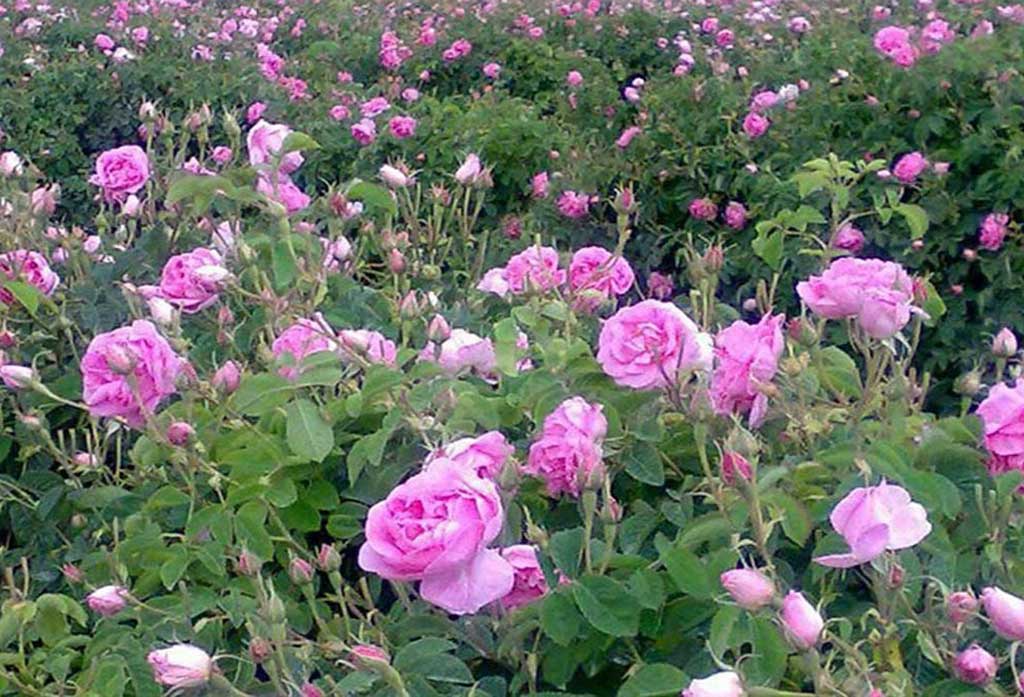 سفر به خوشبوترین نقطه ایران: روایتی از قدم زدن در دشت گل محمدی لاله‌زار کرمان