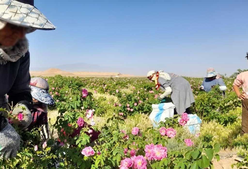 سفر به خوشبوترین نقطه ایران: روایتی از قدم زدن در دشت گل محمدی لاله‌زار کرمان