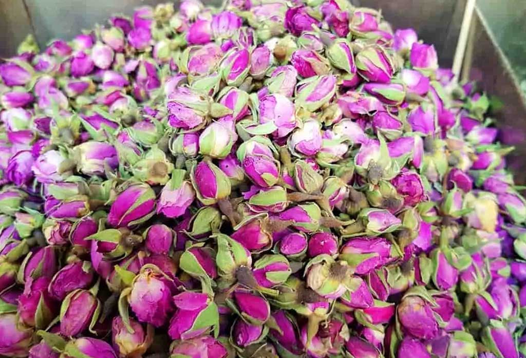 سفر به خوشبوترین نقطه ایران: روایتی از قدم زدن در دشت گل محمدی لاله‌زار کرمان