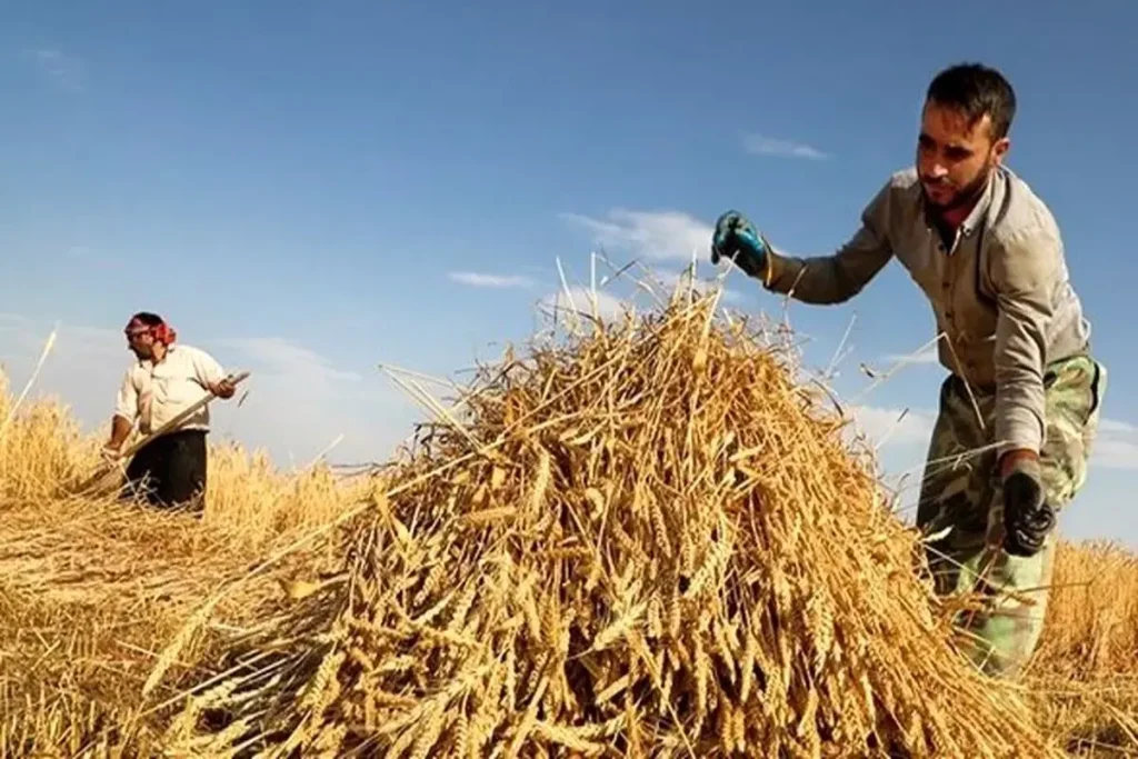 ۳۲۰۶ میلیارد تومان دیگر از مطالبات گندمکاران پرداخت شد