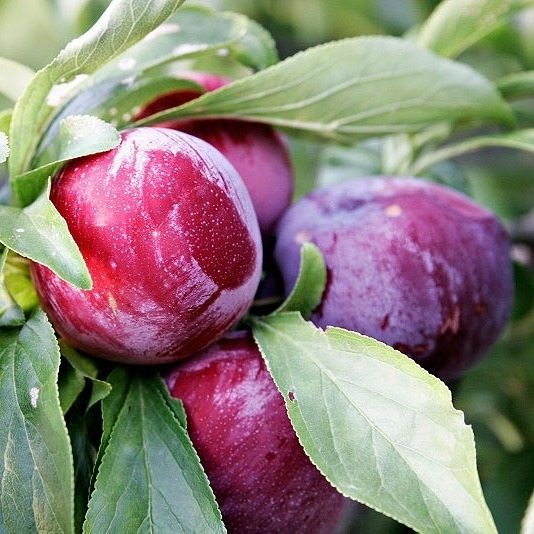 ترفندهایی برای انتخاب خشکبار اصل در خرید اینترنتی