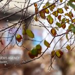 پیشبینی پاییز و زمستان گرم؛ تشدید بارندگی سواحل خزر از جمعه