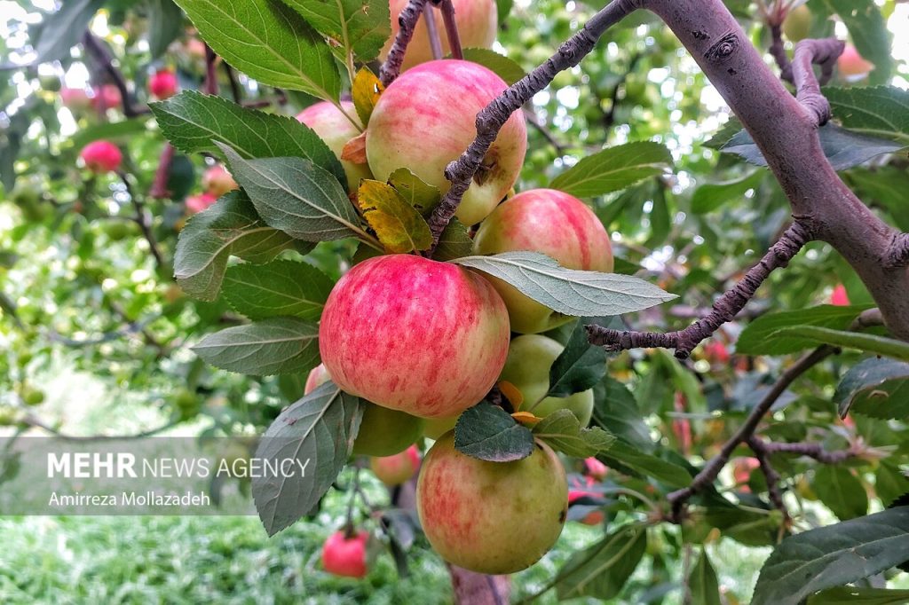 سناریوی فناورمحور راهکار جهش باغبانی ایران تا ۱۴۲۰