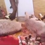 کشتار و عرضه گوشت الاغ و اسب تخلف محسوب میشود